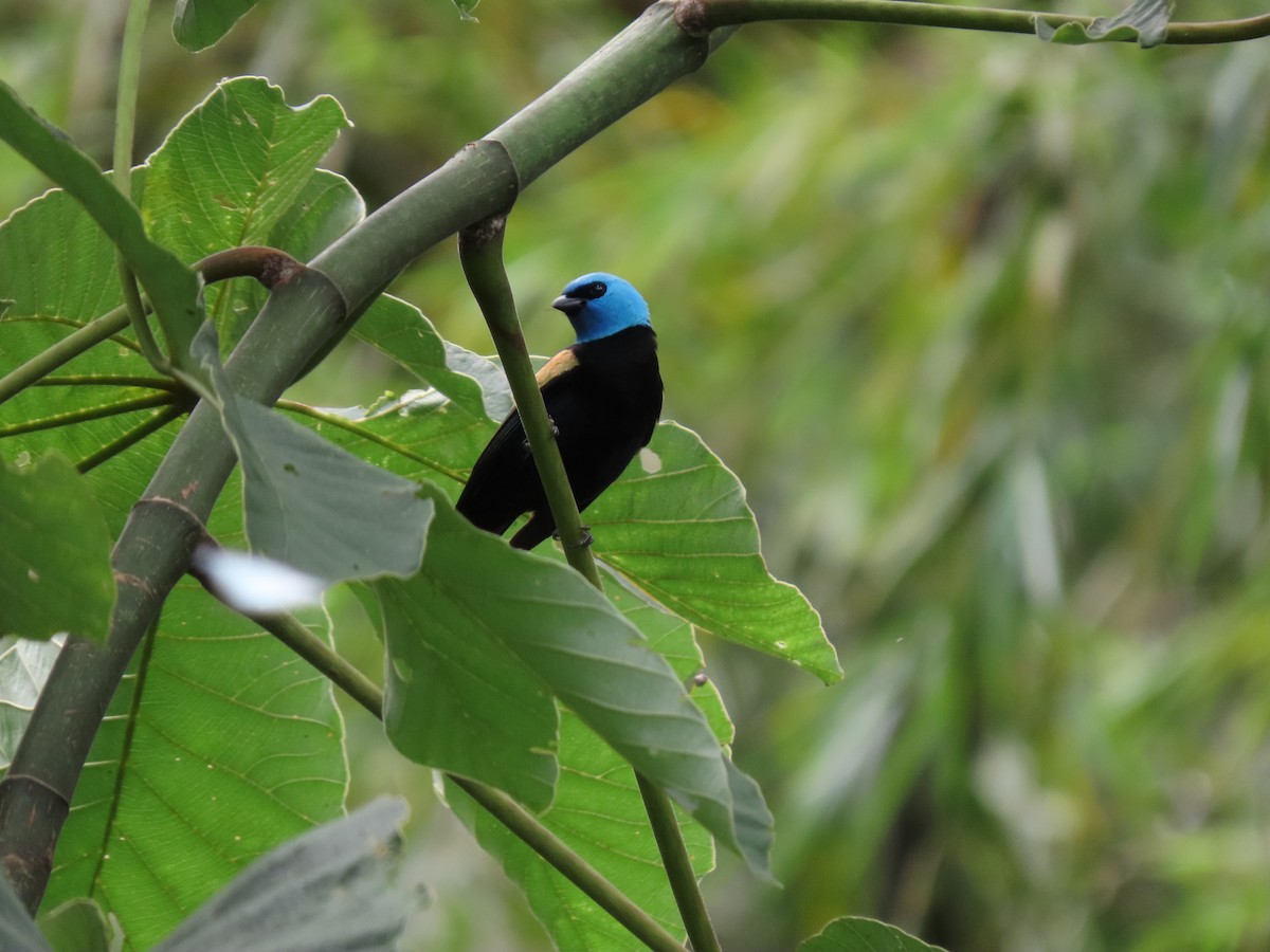 Blue-necked Tanager - Cristian Cufiño