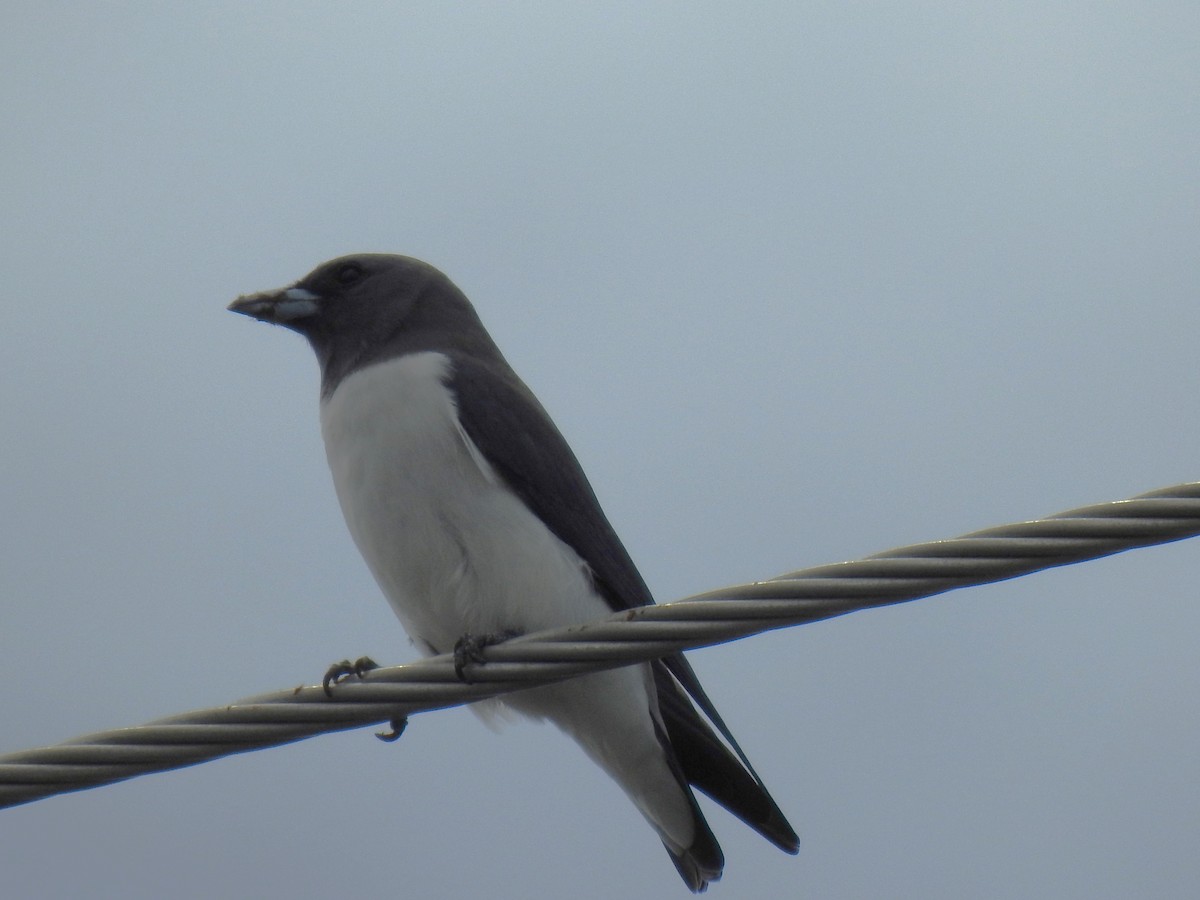 White-breasted Woodswallow - ML618061534