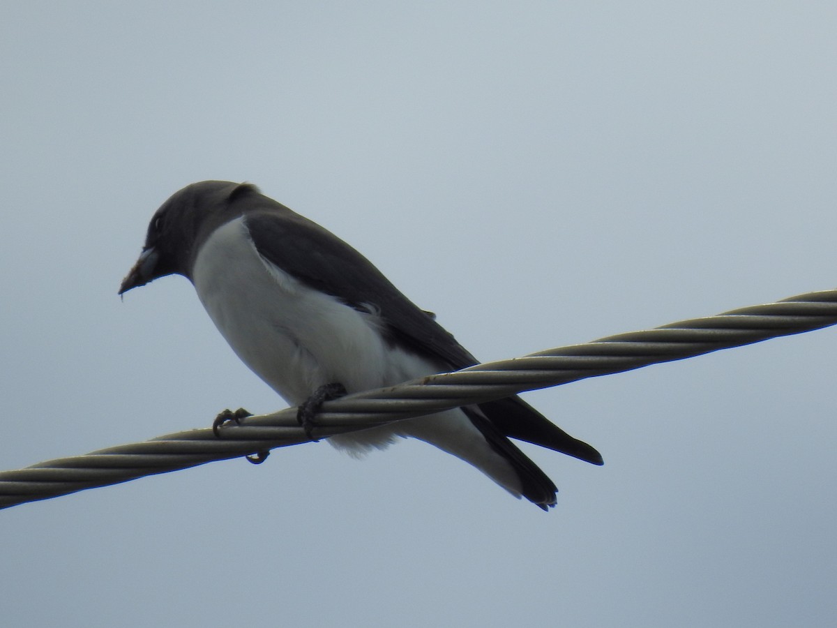 White-breasted Woodswallow - ML618061535