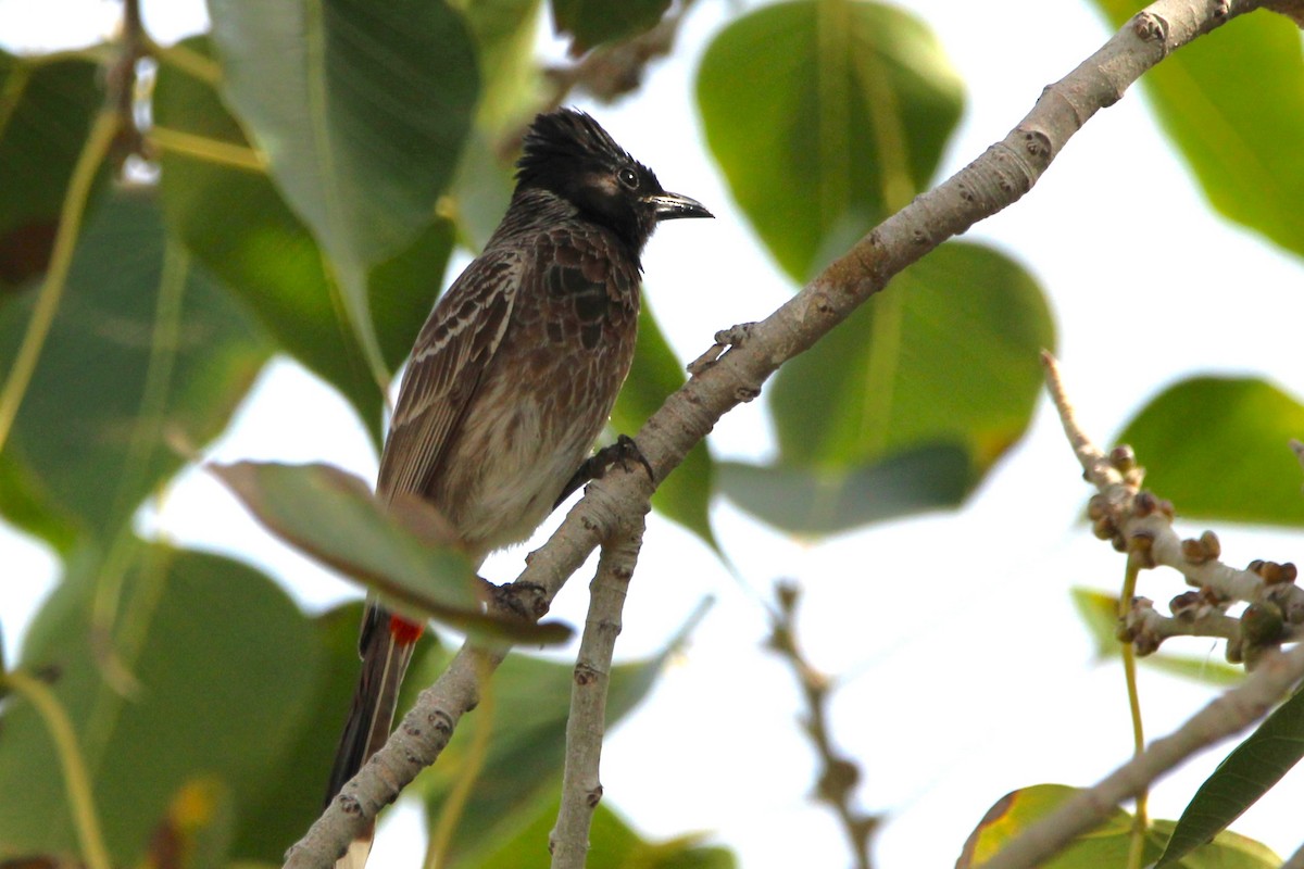 Red-vented Bulbul - ML618061544