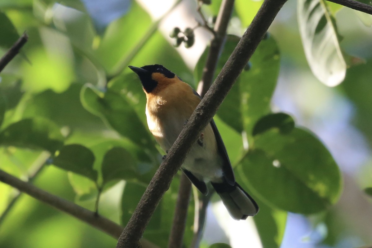 Spectacled Monarch - Jim Stone