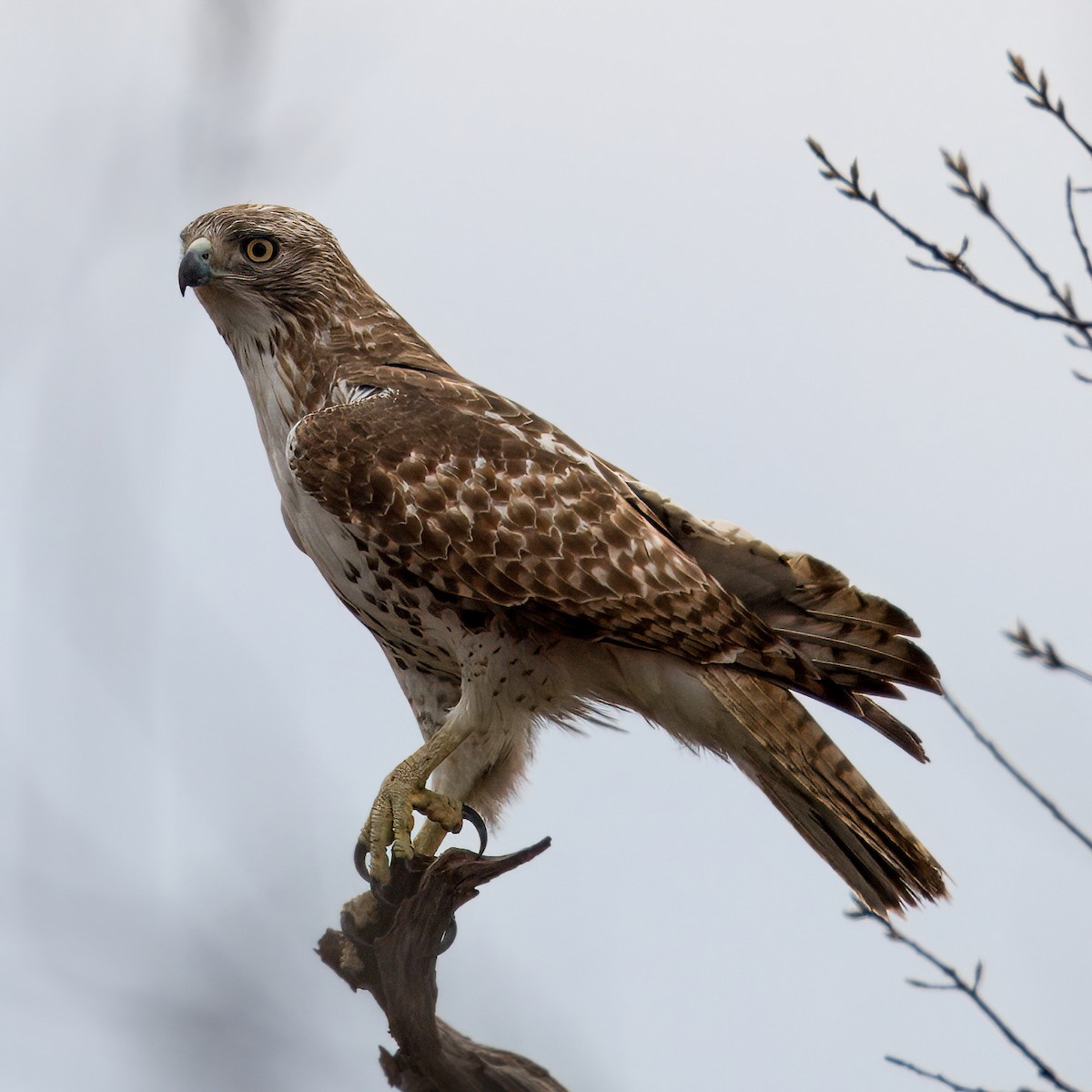 Red-tailed Hawk - Oliver Saunders Wilder