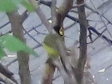 Hooded Warbler - ML618061571