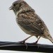 Cassin's Sparrow - ML618061576
