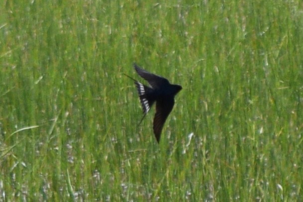 Barn Swallow (American) - ML618061597