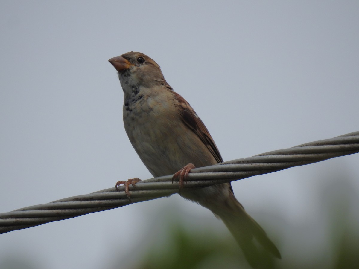 House Sparrow - ML618061605