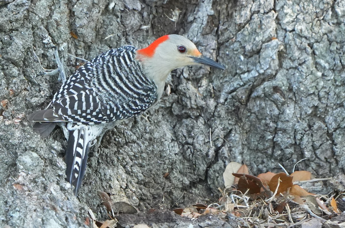 Red-bellied Woodpecker - ML618061609