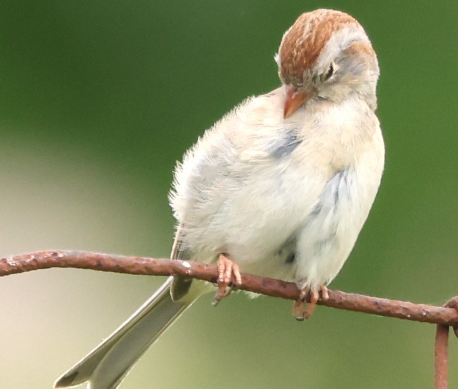 Field Sparrow - Duane Yarbrough