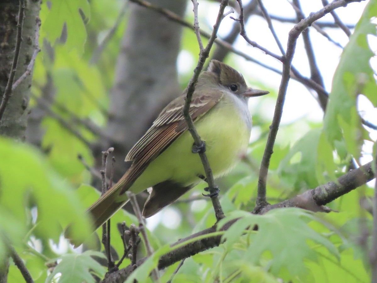 Great Crested Flycatcher - ML618061649