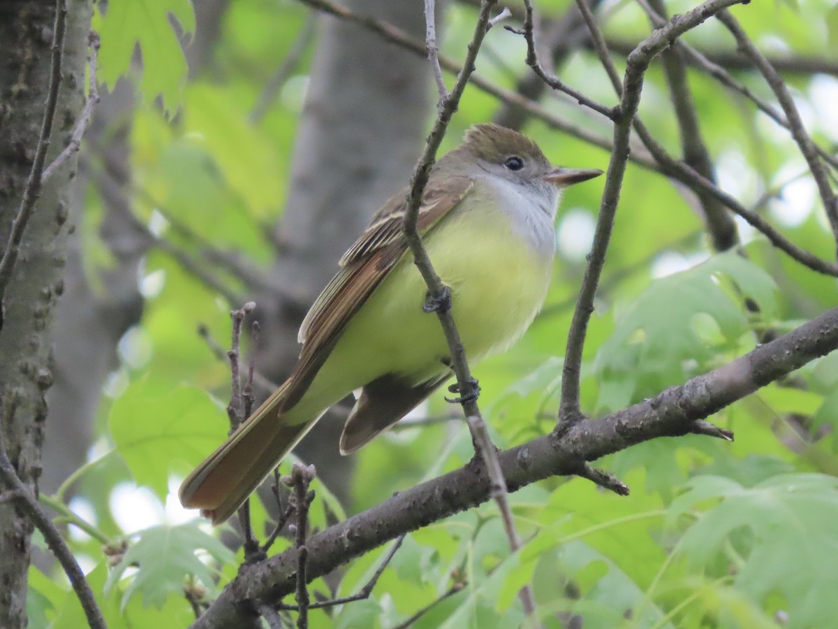 Great Crested Flycatcher - ML618061650
