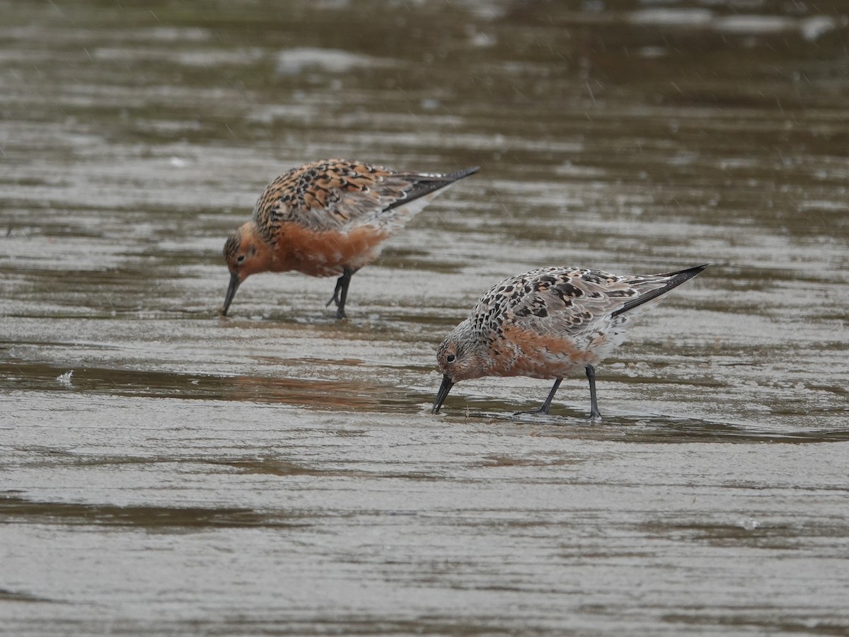 Red Knot - ML618061669