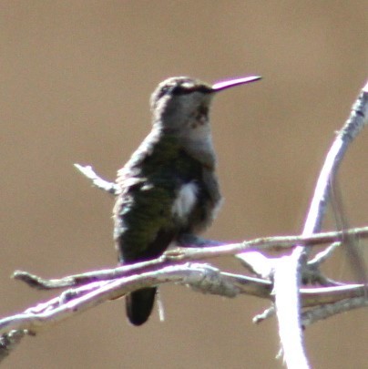 Anna's Hummingbird - Richard Breisch