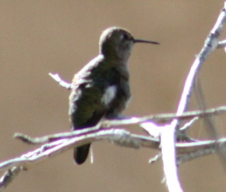 Anna's Hummingbird - ML618061675
