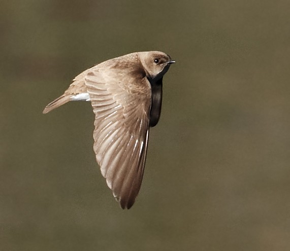 Northern Rough-winged Swallow - ML618061693