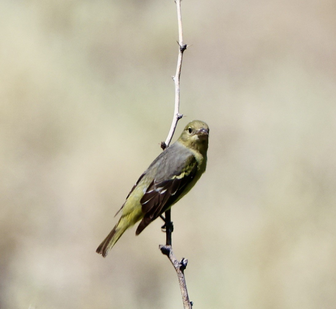 Western Tanager - ML618061712
