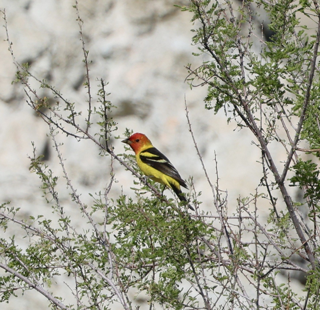 Western Tanager - ML618061714