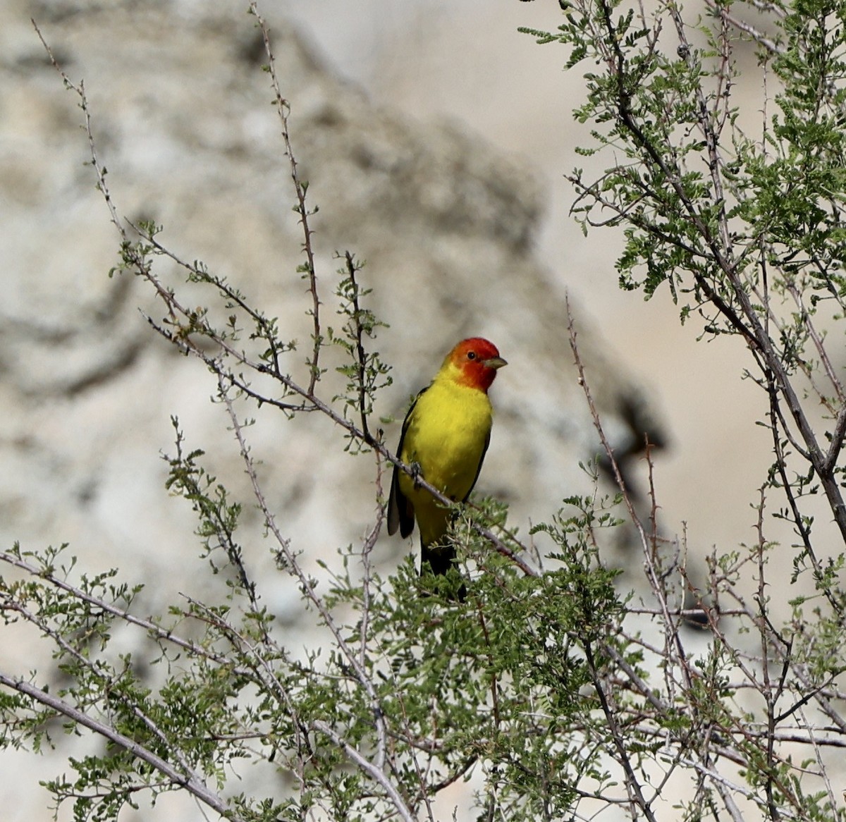 Western Tanager - ML618061715