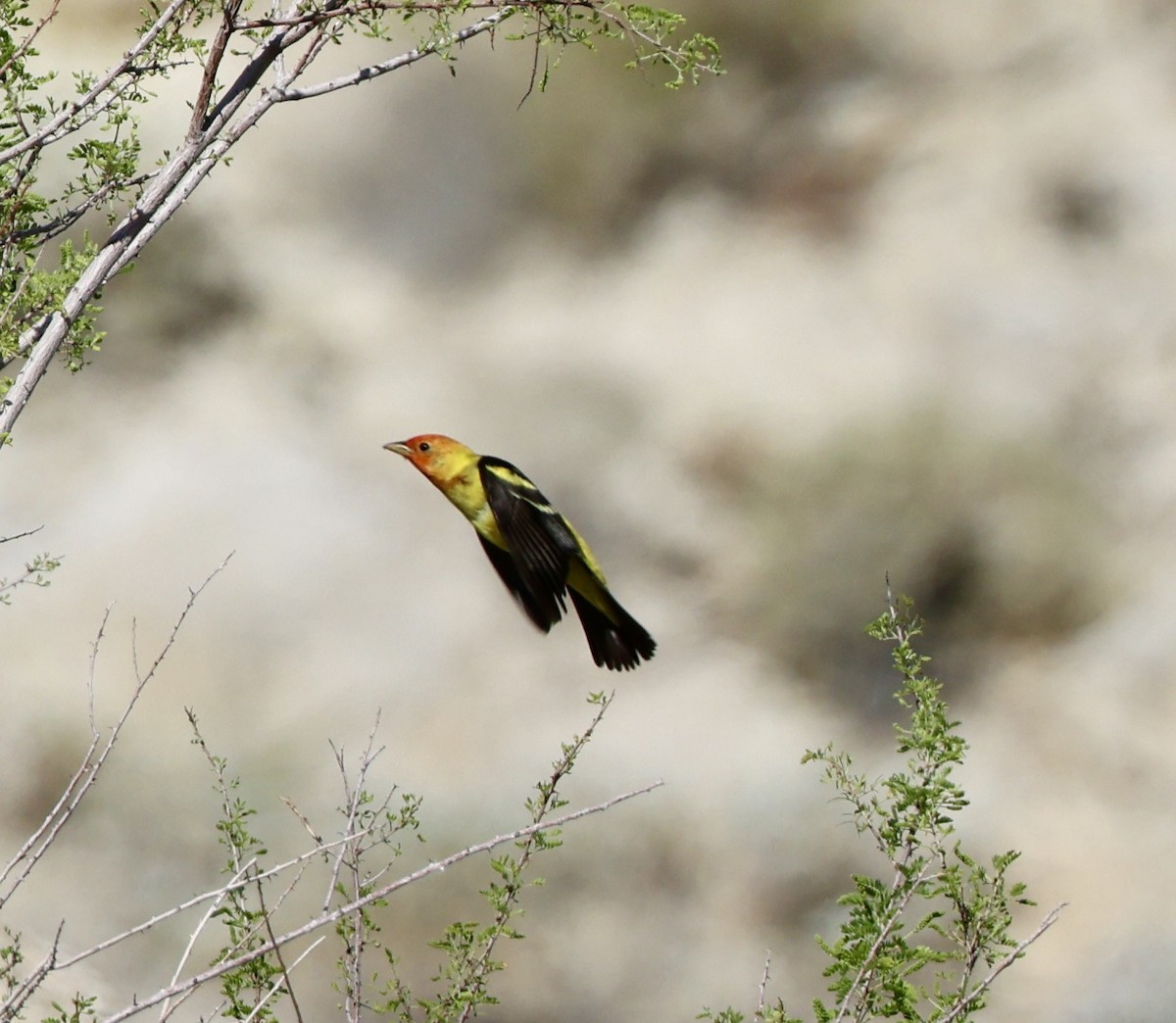 Western Tanager - ML618061716