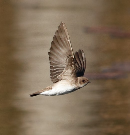 Northern Rough-winged Swallow - ML618061719