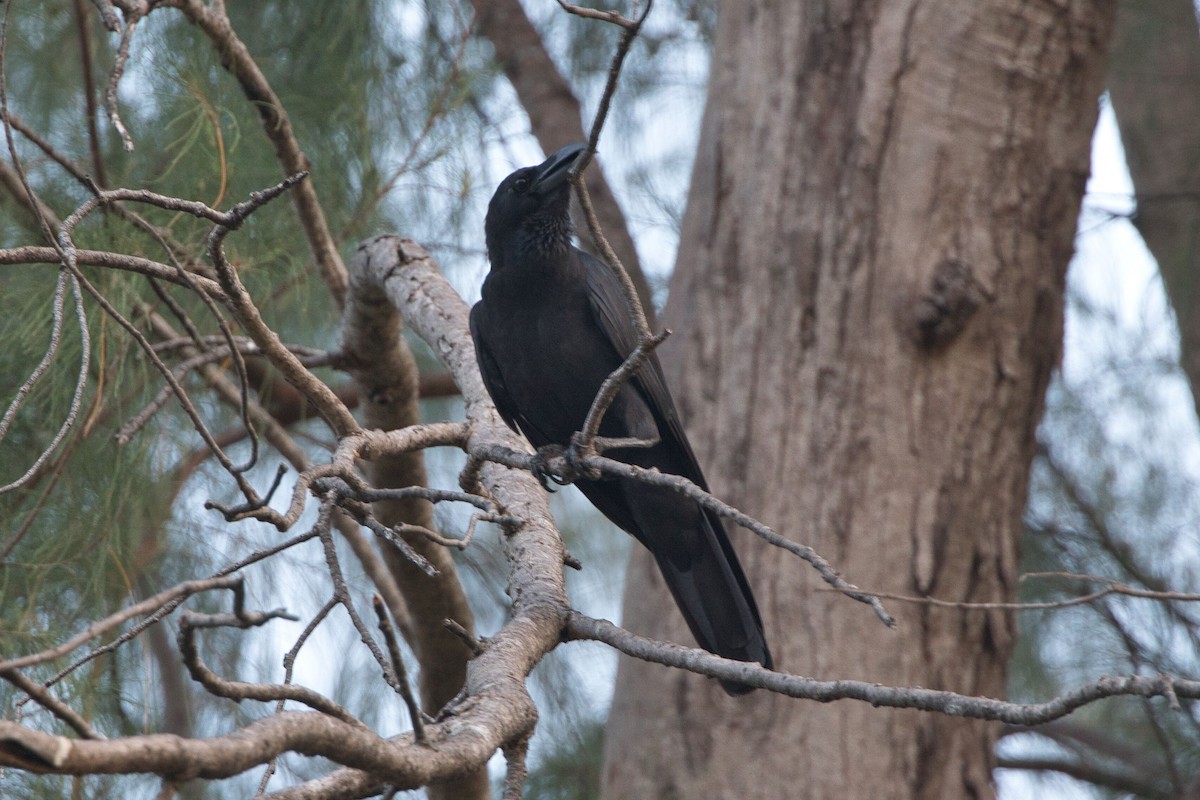 Large-billed Crow - Kevin Thomas
