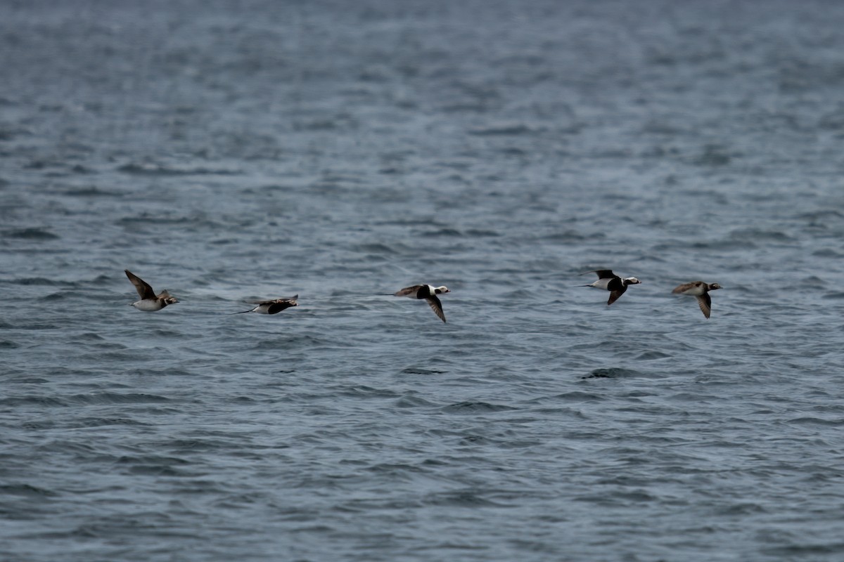 Long-tailed Duck - ML618061724