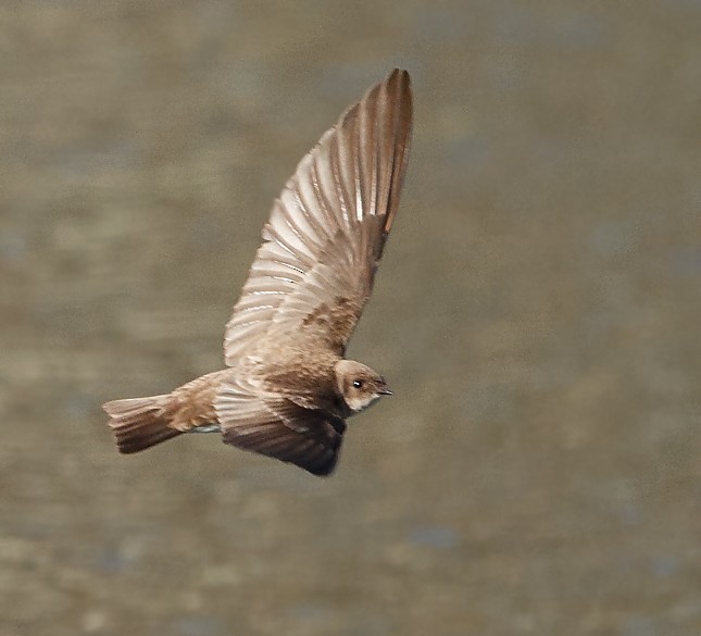 Northern Rough-winged Swallow - ML618061729