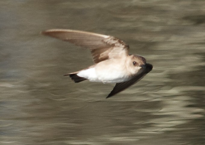 Northern Rough-winged Swallow - ML618061738
