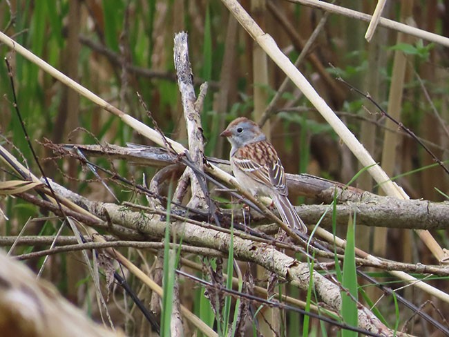 Field Sparrow - Nancy Anderson