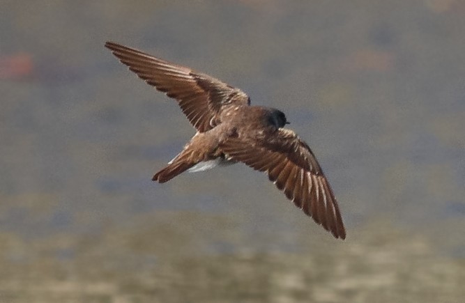 Northern Rough-winged Swallow - ML618061748