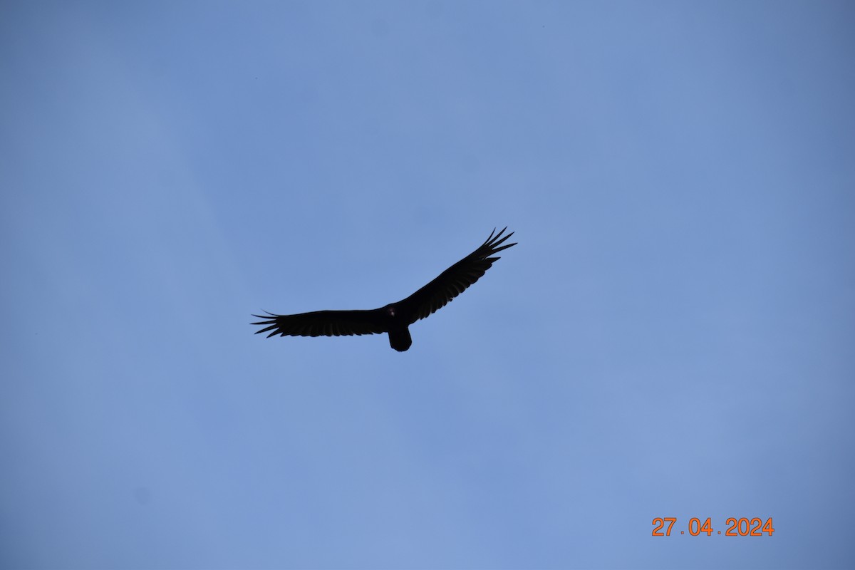 Turkey Vulture - ML618061786