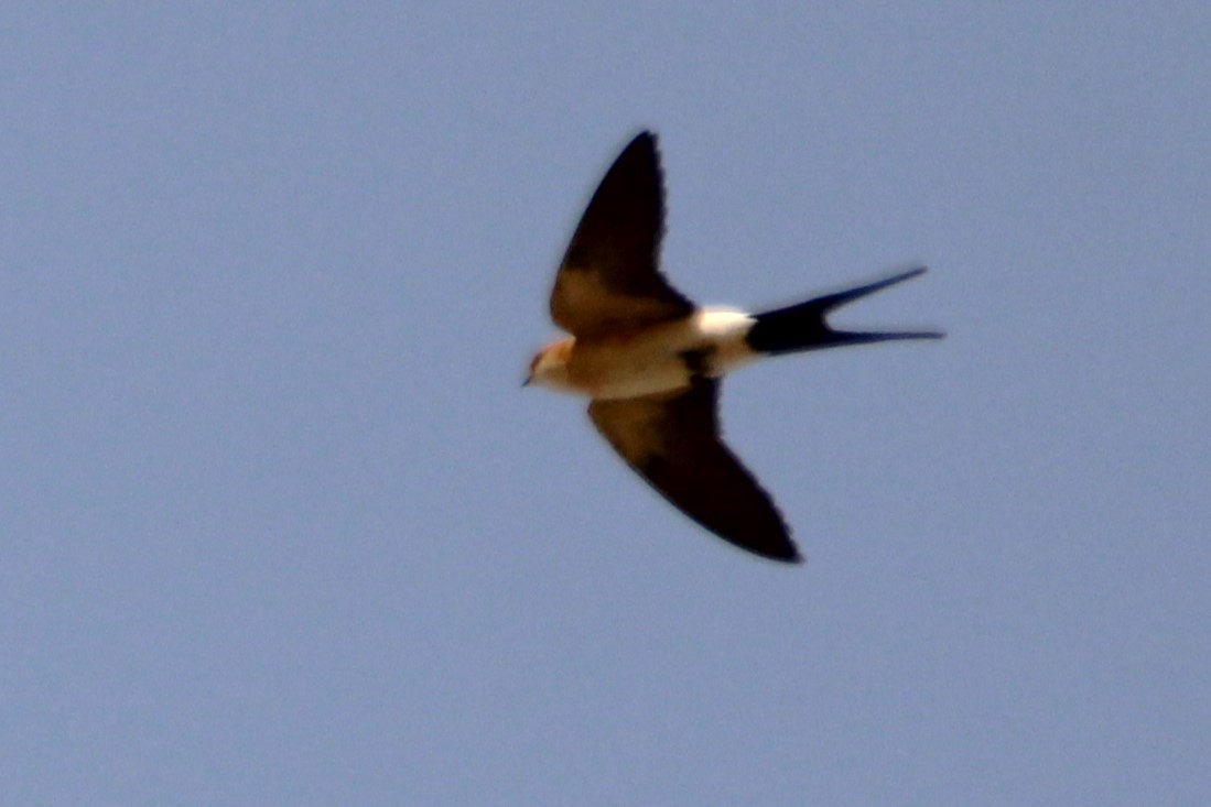 Red-rumped Swallow - ML618061791
