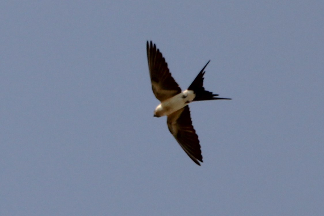 Red-rumped Swallow - Lawrence Gardenhire
