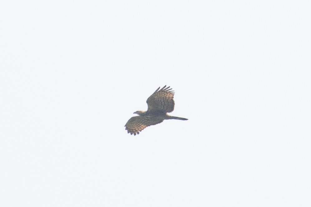 Oriental Honey-buzzard (Northern) - ML618061803