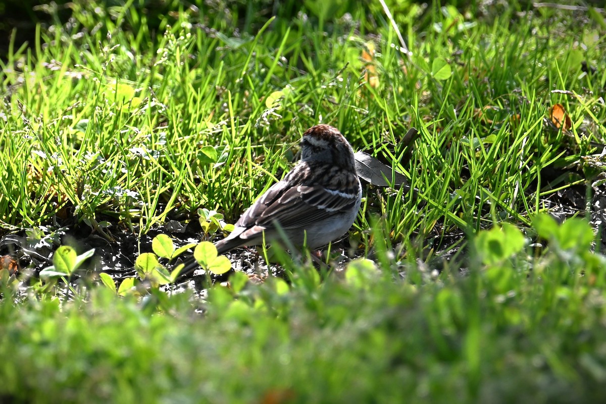 Chipping Sparrow - Wayne Wauligman