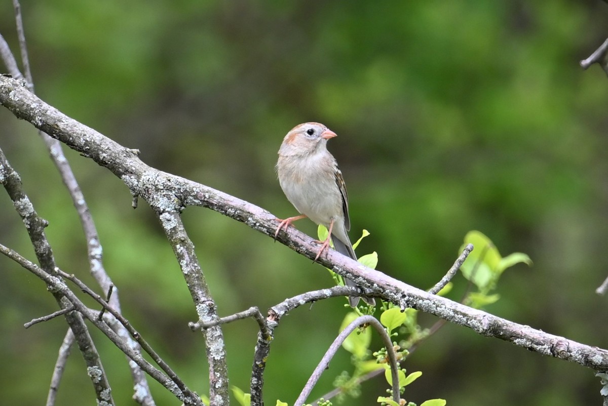 Field Sparrow - Wayne Wauligman