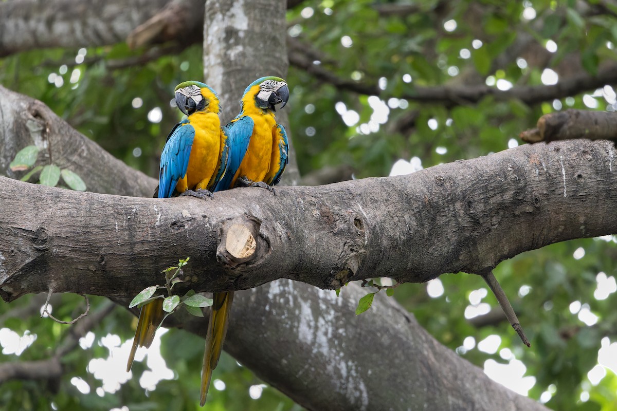 Blue-and-yellow Macaw - Odysseas Froilán Papageorgiou