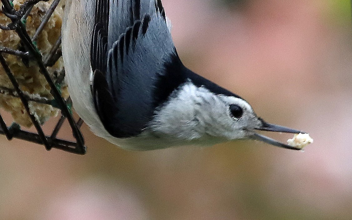 White-breasted Nuthatch - ML618061873