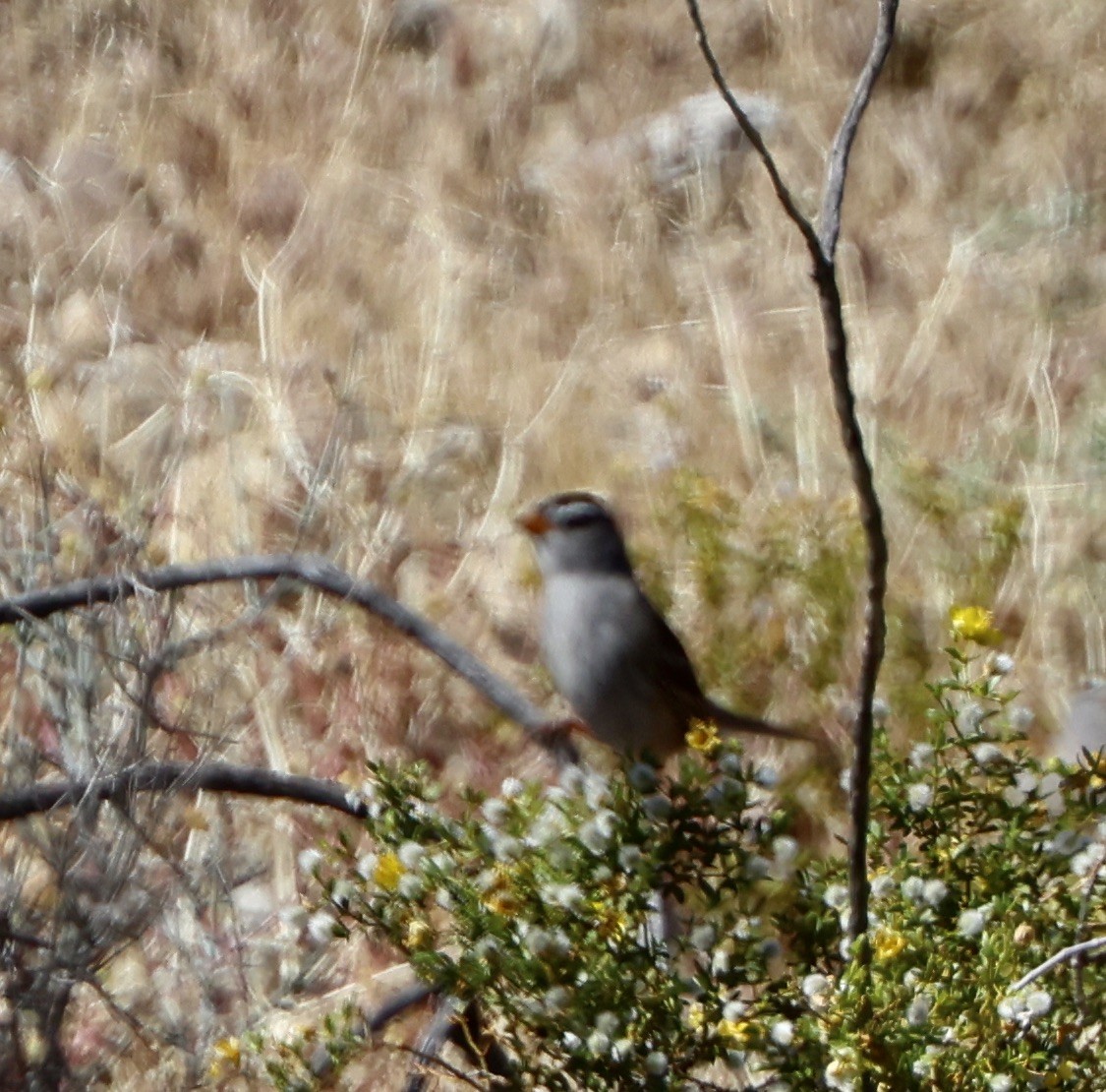 White-crowned Sparrow - ML618061878