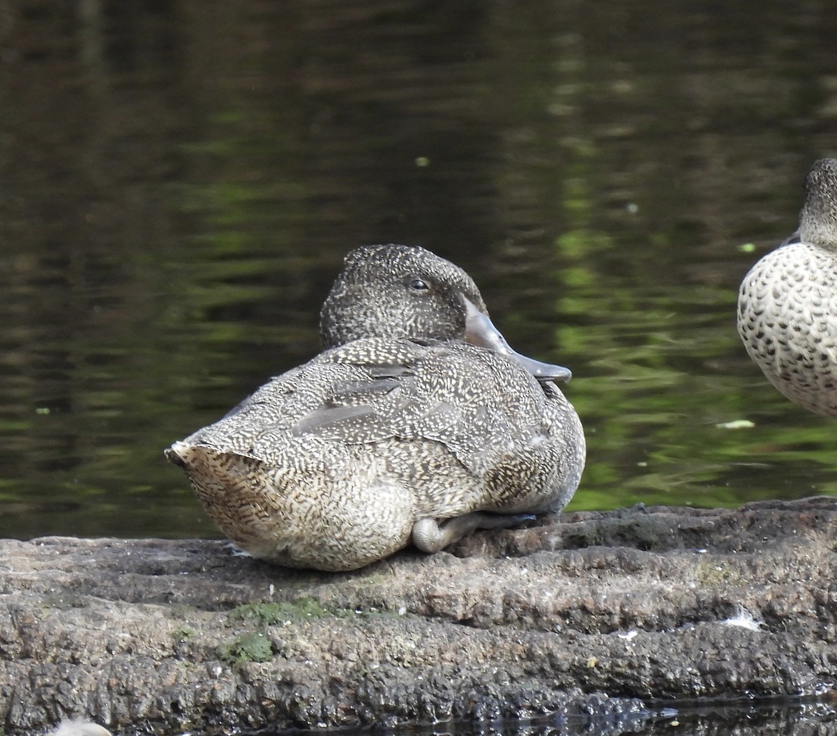 Freckled Duck - ML618061899