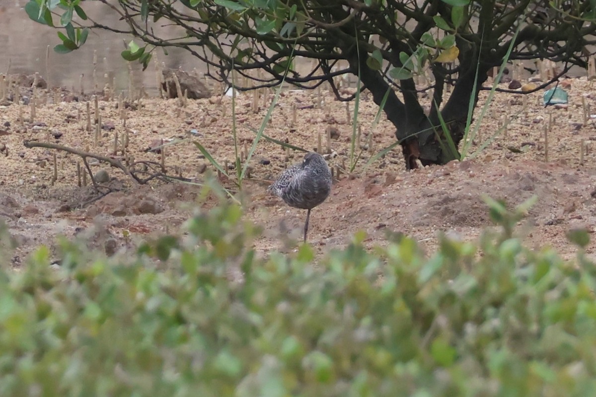 Spotted Redshank - ML618061902