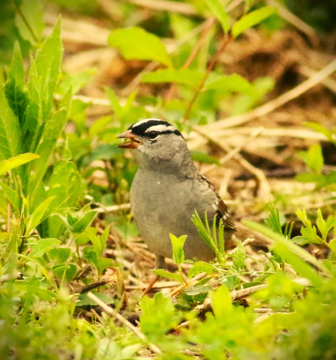 White-crowned Sparrow - Vicky Burke