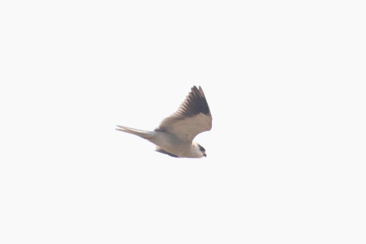 Black-winged Kite (Asian) - ML618061926