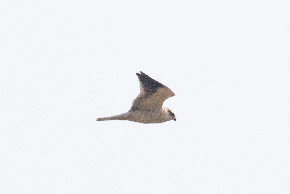 Black-winged Kite (Asian) - ML618061927
