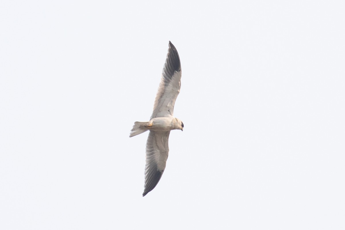Black-winged Kite (Asian) - ML618061928
