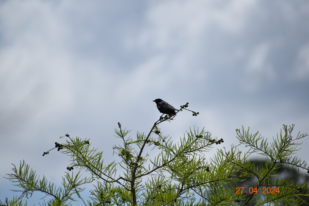 Red-winged Blackbird - John Cassell