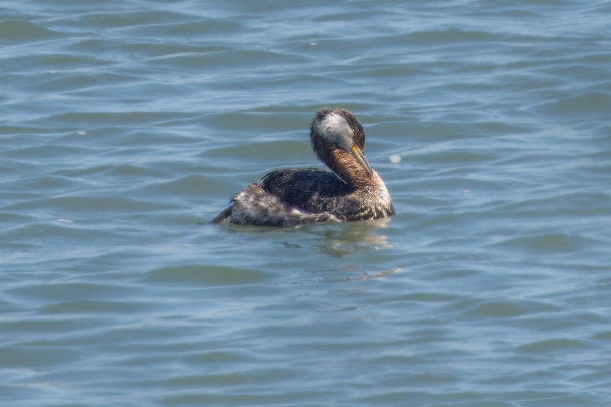 Red-necked Grebe - ML618061936