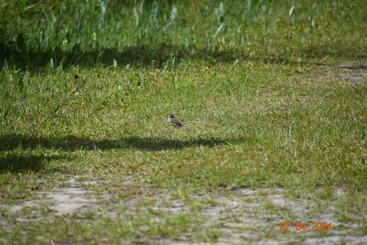 Savannah Sparrow - ML618061961