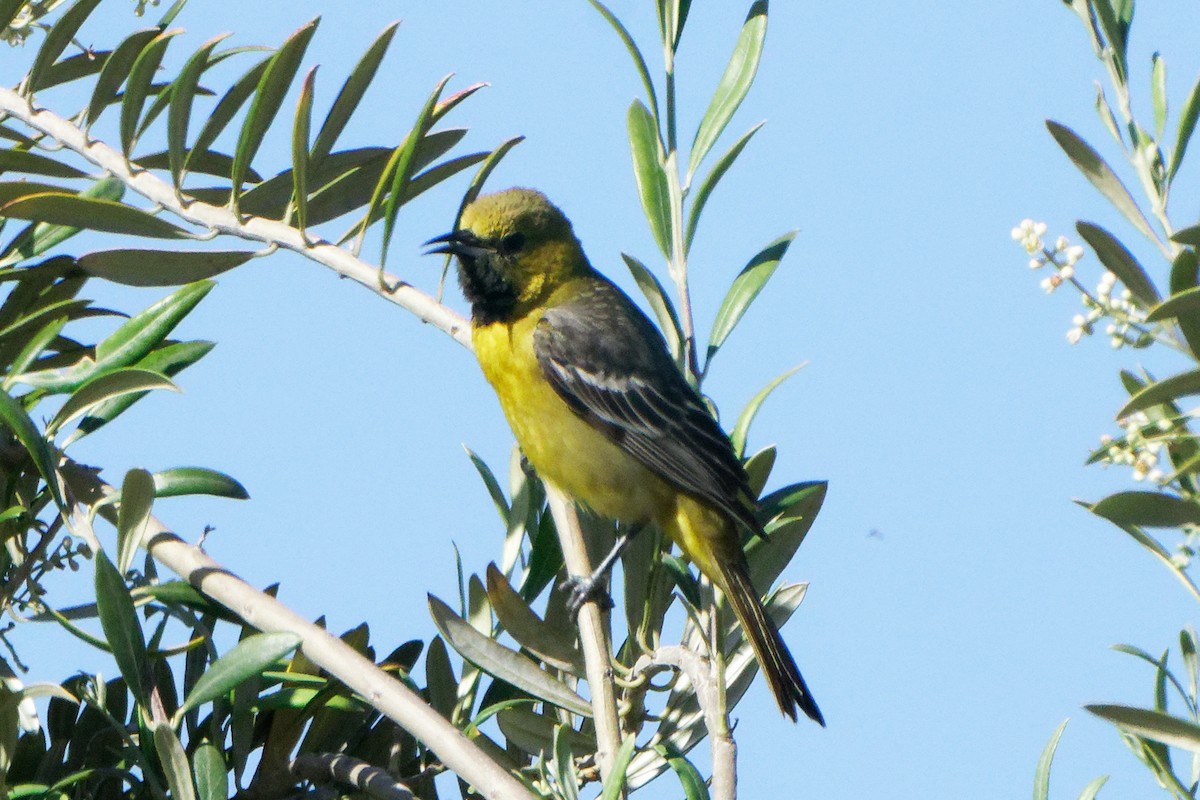 Orchard Oriole - ML618061974
