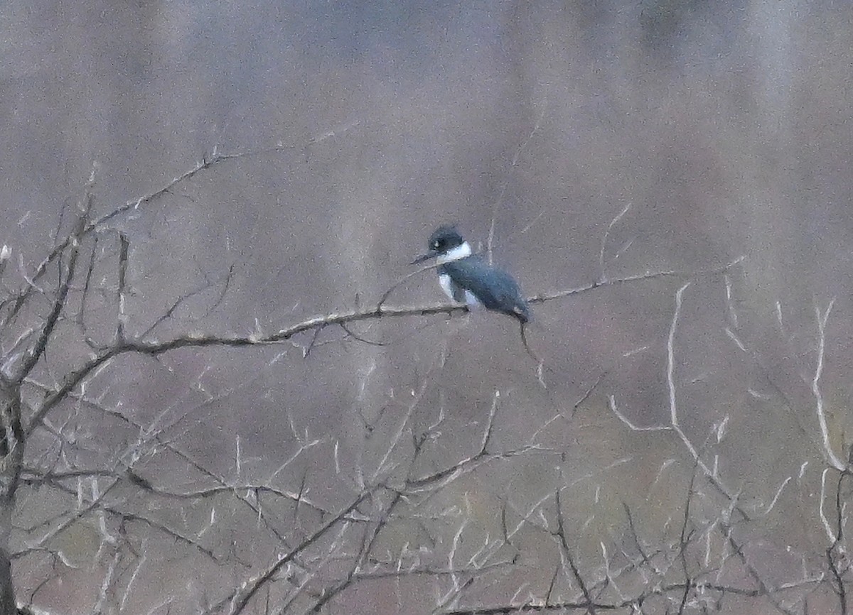 Belted Kingfisher - ML618062018