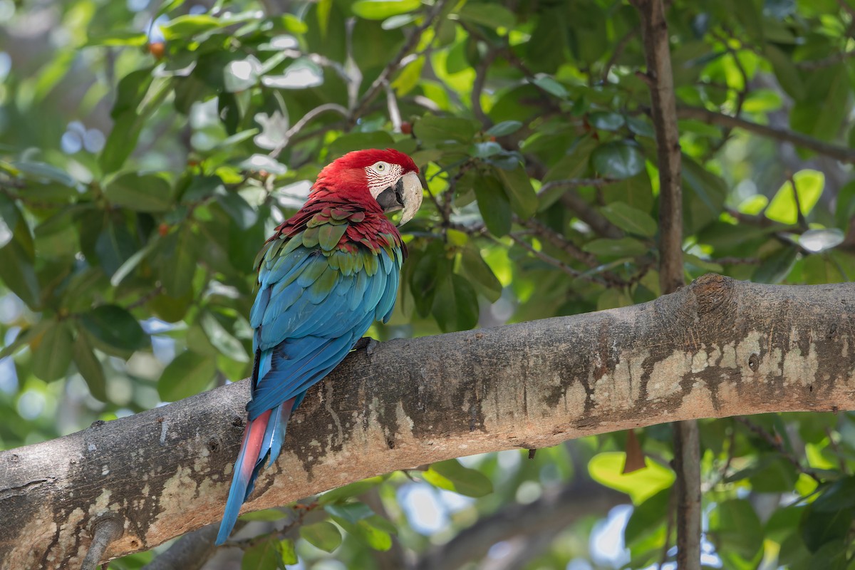 Red-and-green Macaw - Odysseas Froilán Papageorgiou